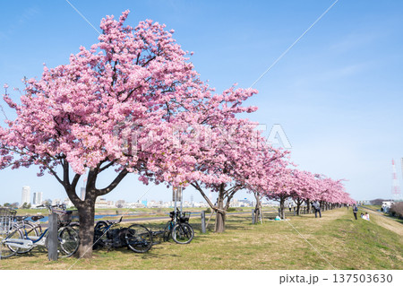 【河津桜】市川南の江戸川土手の河津桜並木 【河津桜】市川南の江戸川土手の河津桜並木 137503630