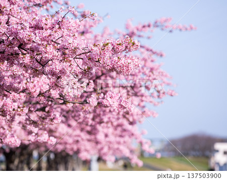 【河津桜】市川南の江戸川土手の河津桜並木 137503900