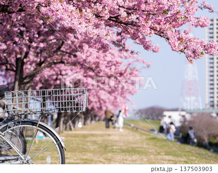【河津桜】市川南の江戸川土手の河津桜並木 【河津桜】市川南の江戸川土手の河津桜並木 137503903