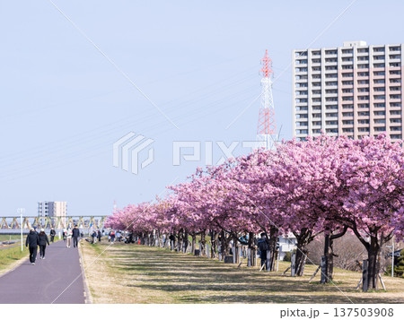 【河津桜】市川南の江戸川土手の河津桜並木 137503908