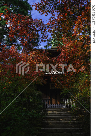 紅葉に包まれた多宝塔(常寂光寺) 紅葉に包まれた多宝塔(常寂光寺) 137503970