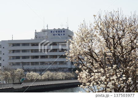 東京保険医療専門職大学とハクモクレン 東京保険医療専門職大学とハクモクレン 137503977