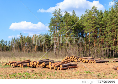 Stacked tree trunks felled by the logging timber industry in pine forest 137503999