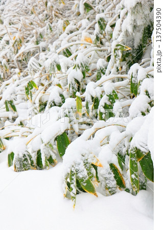 雪の積もった笹(縦) 雪の積もった笹(縦) 137504390