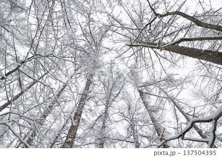 大雪の森の中で見える木々と空 大雪の森の中で見える木々と空 137504395
