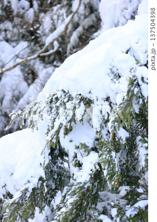 雪に覆われて重そうな木 雪に覆われて重そうな木 137504398