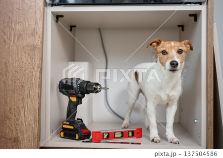 Dog near drill and level in kitchen cabinet during home renovation Dog near drill and level in kitchen cabinet during home renovation 137504586