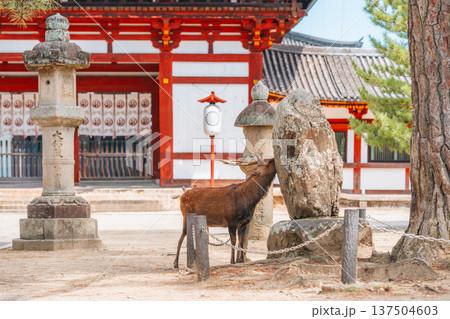 A deer rubs its head against a rock at a Japanese temple A deer rubs its head against a rock at a Japanese temple 137504603