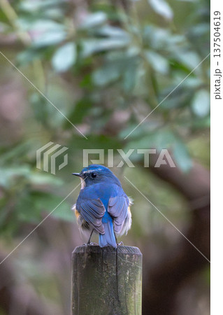 杭にとまるルリビタキ 137504619