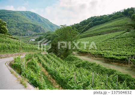 Vineyards cascade down hillsides in Cembra Valley, Trentino, for wine production.. Vineyards cascade down hillsides in Cembra Valley, Trentino, for wine production.. 137504632