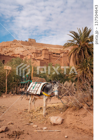 A donkey carries goods in Morocco, ready for transport through the ancient village 137504643
