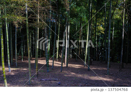 間引かれた竹林の開放的な風景 間引かれた竹林の開放的な風景 137504768
