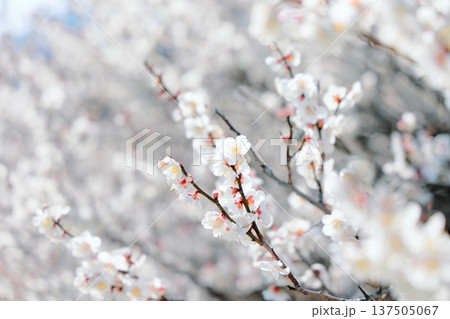 太陽に照らされる梅の花（横） 137505067