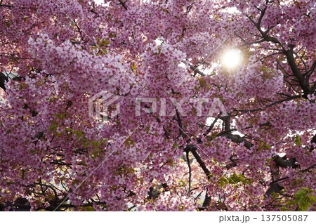 潮風の散歩道の河津桜 137505087
