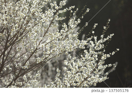 日差しを浴びて輝く白い梅の花 137505176