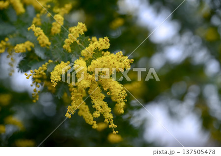 ミモザの花 ミモザの花 137505478