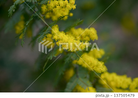 ミモザの花 137505479