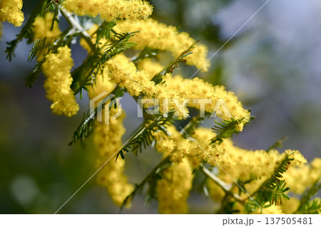 ミモザの花 137505481