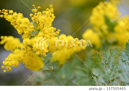 ミモザの花 ミモザの花 137505483