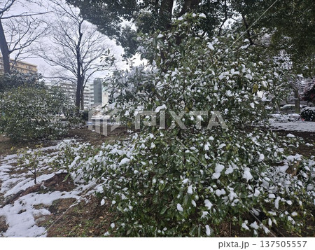 東京の冬 雪の公園 東京の冬 雪の公園 137505557