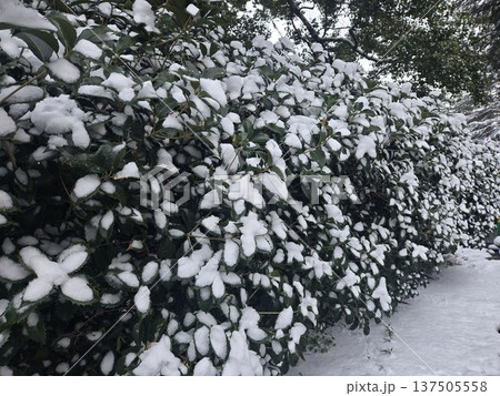 東京の冬　雪の公園 137505558