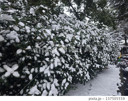 東京の冬 雪の公園 東京の冬 雪の公園 137505559