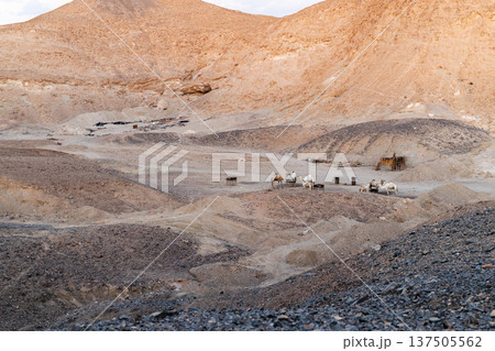 Camels resting in rocky desert valley in Egypt with barren mountains and remote landscape Camels resting in rocky desert valley in Egypt with barren mountains and remote landscape 137505562