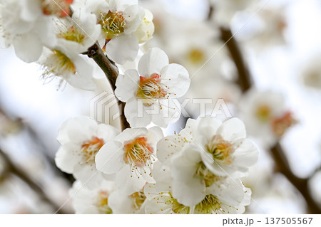 白い梅の花 137505567