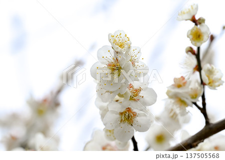 白い梅の花 137505568