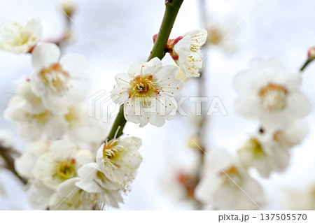 白い梅の花 137505570
