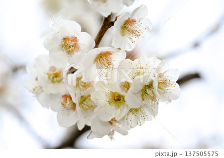 白い梅の花 137505575