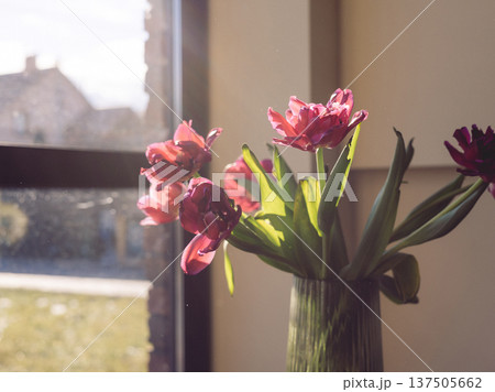 Bouquet of pink tulips in a vase by the window with golden hour sunlight. Backlit flower petals with soft glow. Dreamy spring morning atmosphere at home. Concept of seasonal joy and comfort. 137505662