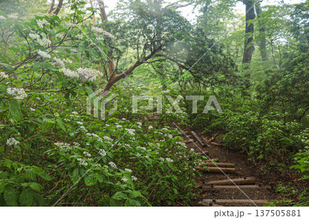 コアジサイ 137505881