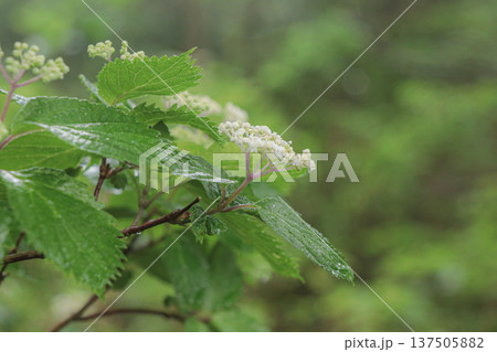 コアジサイ コアジサイ 137505882