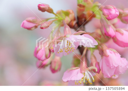 ピンク色がかわい早咲きの桜 ピンク色がかわい早咲きの桜 137505894