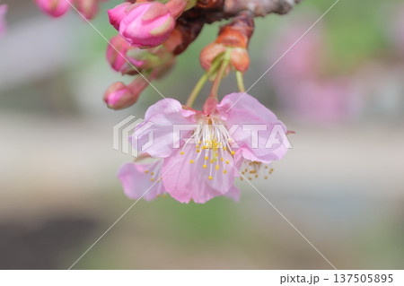 ピンク色がかわい早咲きの桜 ピンク色がかわい早咲きの桜 137505895