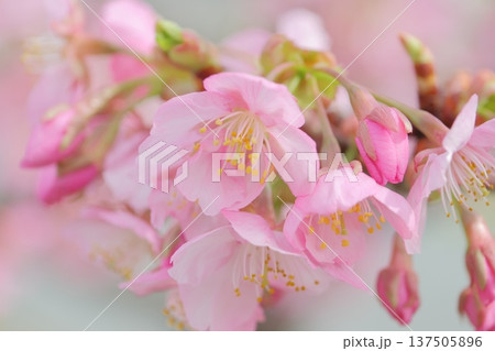 ピンク色がかわい早咲きの桜 ピンク色がかわい早咲きの桜 137505896