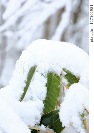 雪の積もった笹(縦) 雪の積もった笹(縦) 137505981