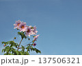 皇帝ダリアの花と青い空 137506321