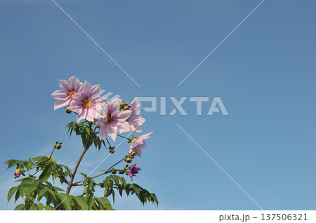 皇帝ダリアの花と青い空 皇帝ダリアの花と青い空 137506321