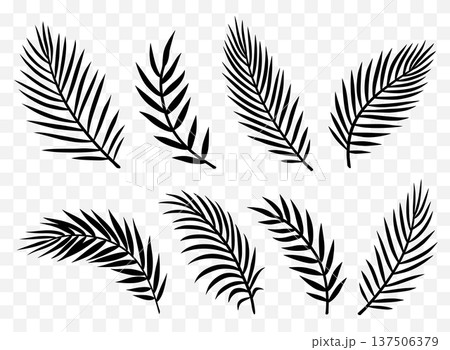 Decorative tropical palm leaves branches set Decorative tropical palm leaves branches set 137506379