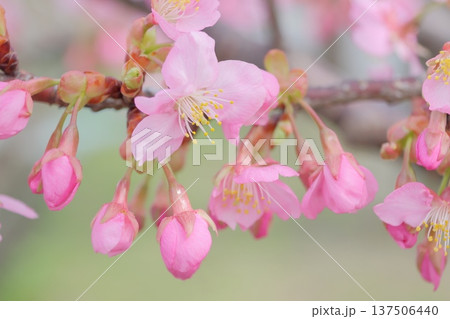 春の訪れを告げる早咲きの桜 春の訪れを告げる早咲きの桜 137506440