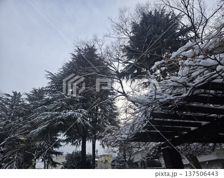冬の東京 積雪の公園 冬の東京 積雪の公園 137506443