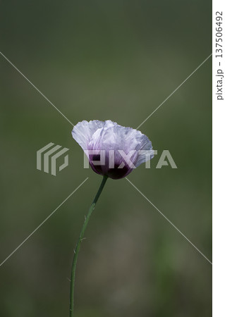 アツミゲシの花 137506492