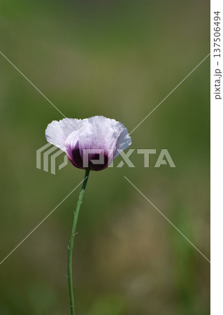 アツミゲシの花 137506494