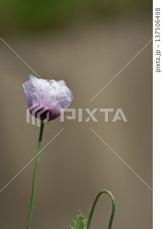 アツミゲシの花 137506498