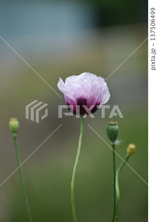 アツミゲシの花 137506499