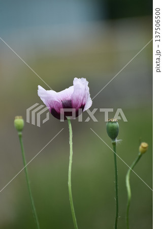 アツミゲシの花と芥子坊主 アツミゲシの花と芥子坊主 137506500