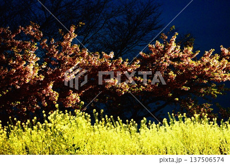笠戸島の夜の河津桜と菜の花 笠戸島の夜の河津桜と菜の花 137506574