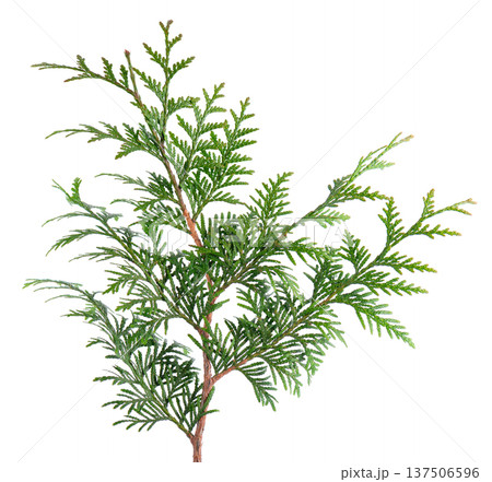 Thuja branch isolated on white background. Branch of green orientalis leaves. Clipping path. Thuja branch isolated on white background. Branch of green orientalis leaves. Clipping path. 137506596